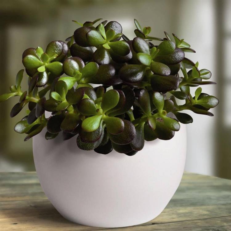 Crassula - Types de succulentes