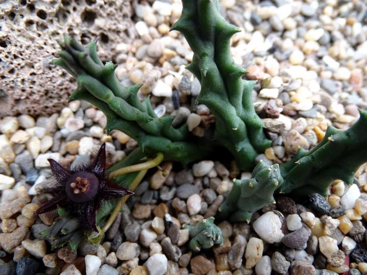 Duvalia - Types de succulentes