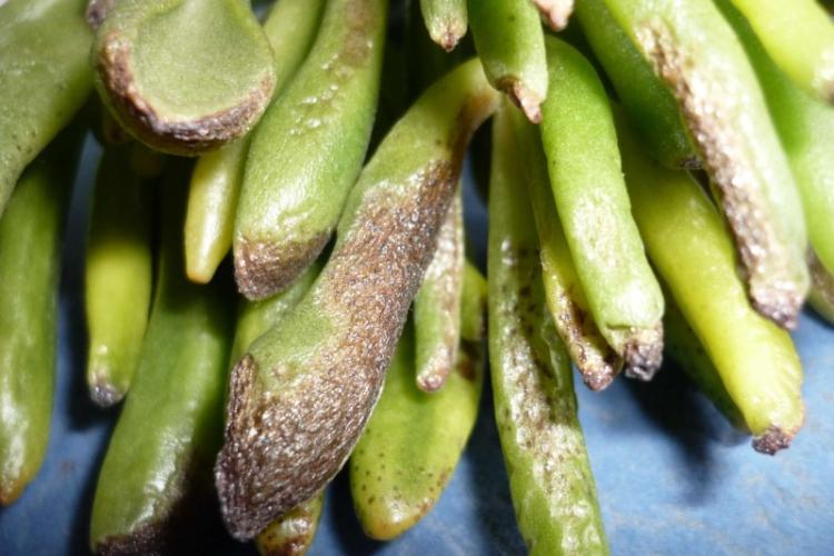 Lutte contre les parasites et les maladies - Plantes succulentes