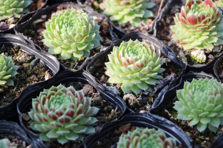 Plantes succulentes - photo