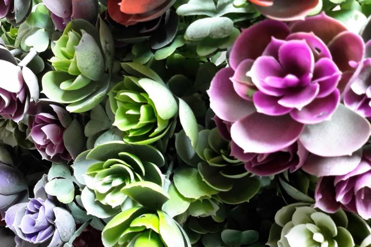 Plantes succulentes - photo