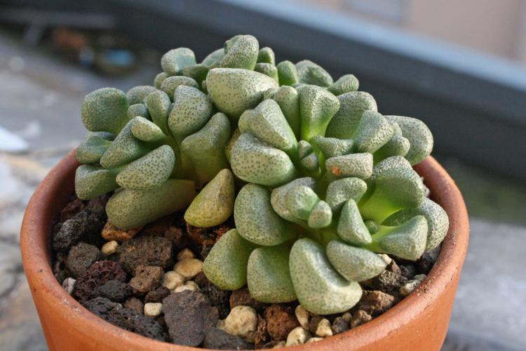 Plantes succulentes - photo