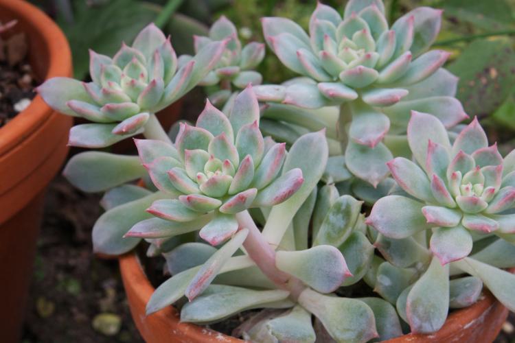 Plantes succulentes - photo