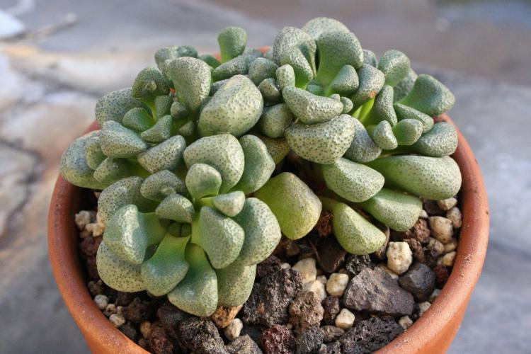 Plantes succulentes - photo