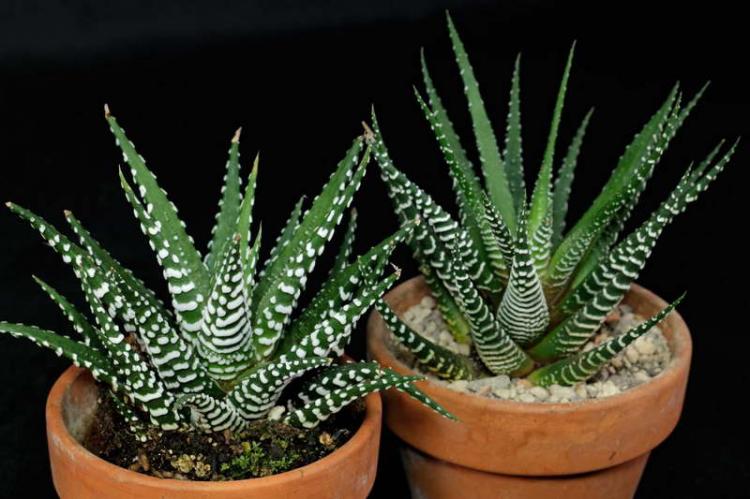 Plantes succulentes - photo