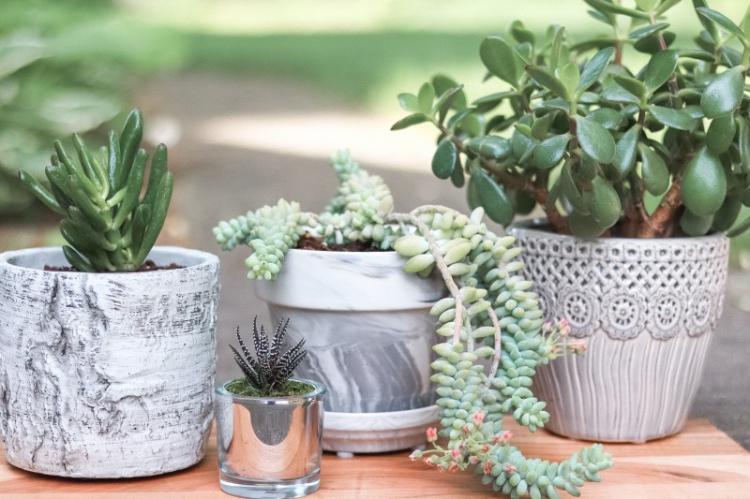 Plantes succulentes - photo