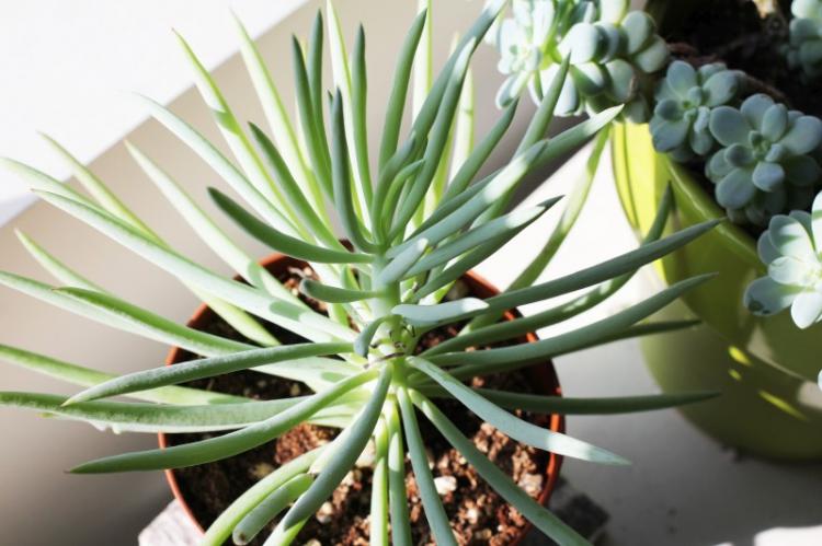 Plantes succulentes - photo