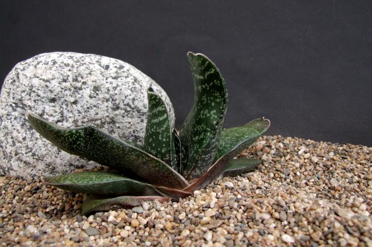 Plantes succulentes - photo