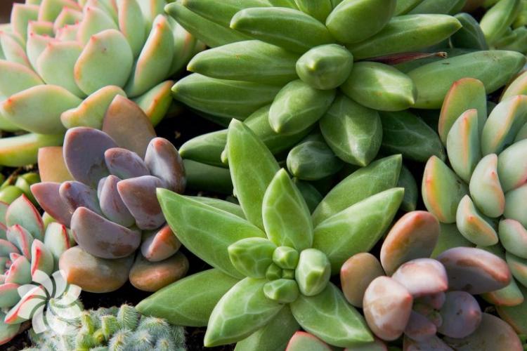 Plantes succulentes - photo