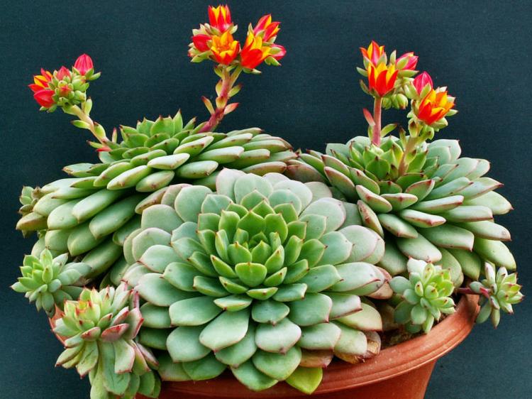Plantes succulentes - photo