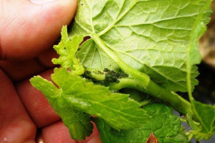 Prévention des pucerons sur les groseilles