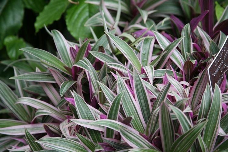 Informations générales - Tradescantia