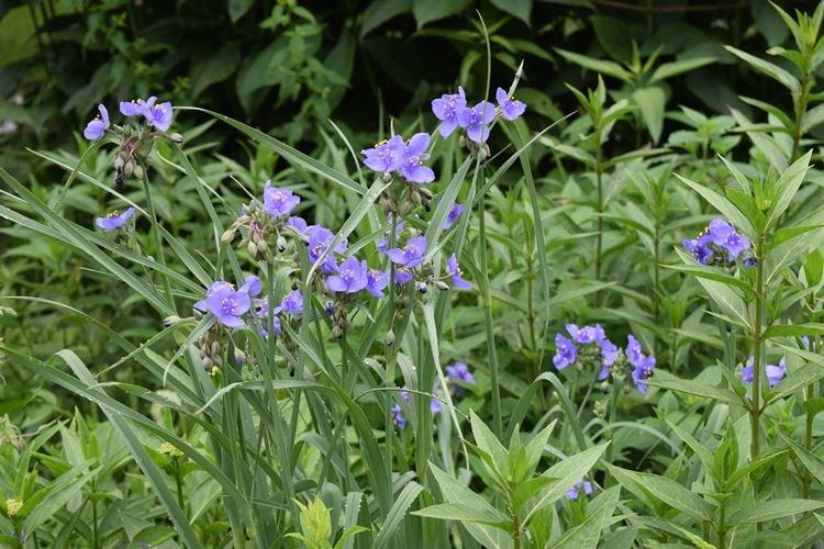 Virginia Tradescantia - Types de Tradescantia