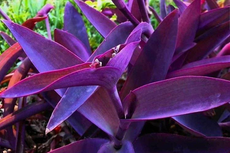 Tradescantia violet - Types de Tradescantia