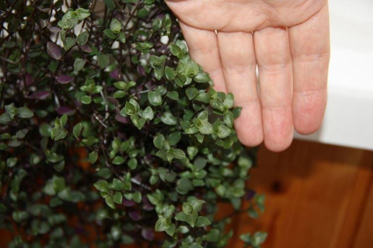 Tradescantia à petites feuilles - Types de Tradescantia