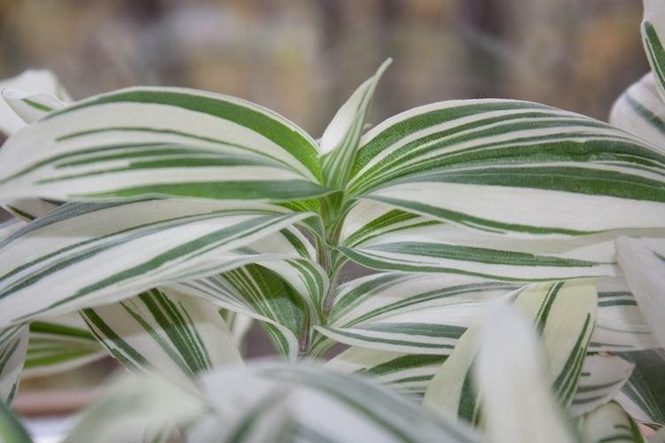 Température - Tradescantia Care