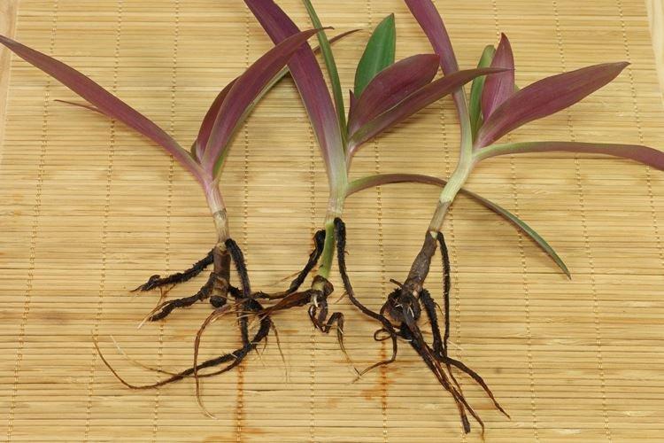 Sol - Tradescantia Care