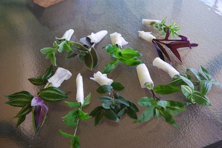 Transplantation et reproduction - Tradescantia Care