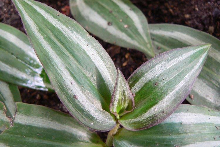 Lutte contre les parasites et les maladies - Tradescantia