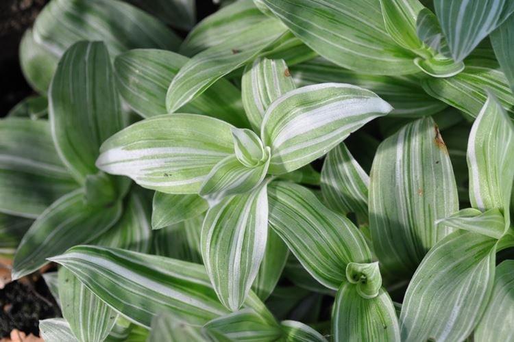 Tradescantia - photo