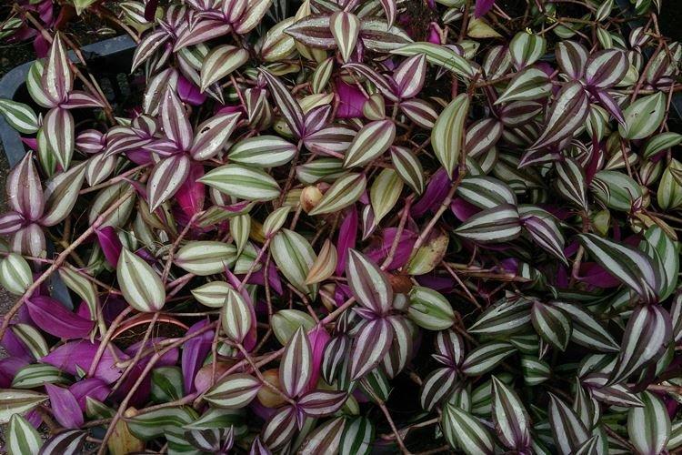 Tradescantia - photo