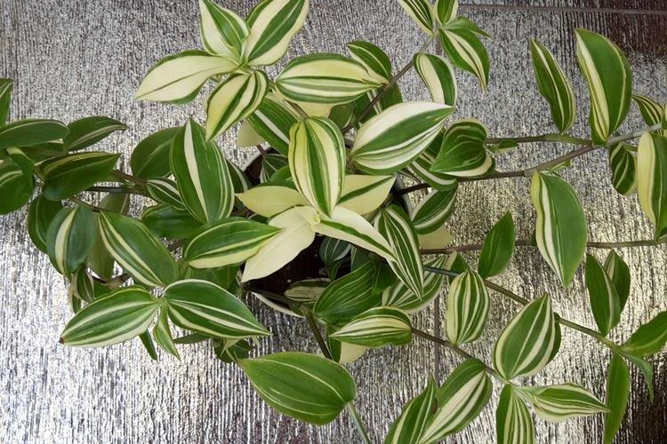 Tradescantia - photo