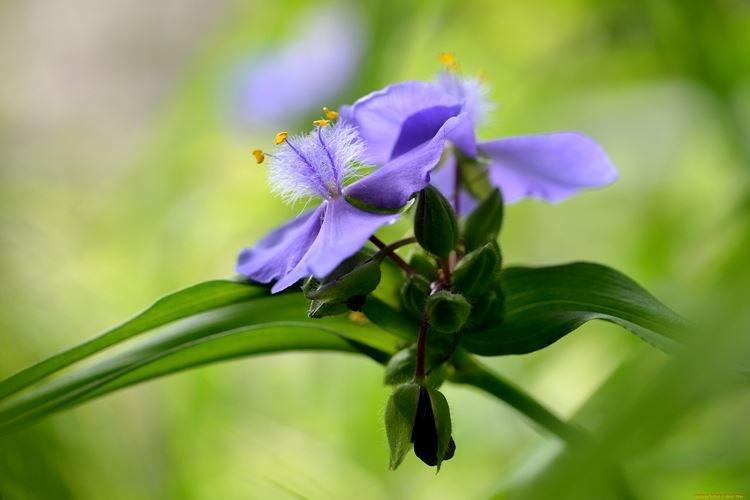 Tradescantia - photo