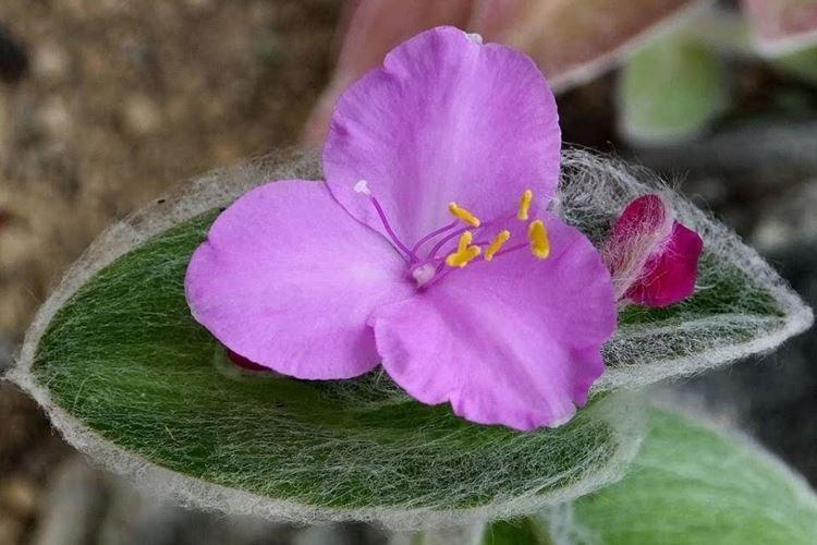 Tradescantia - photo