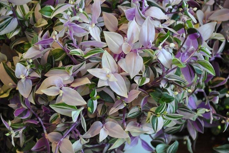 Tradescantia - photo
