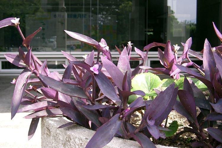 Tradescantia - photo