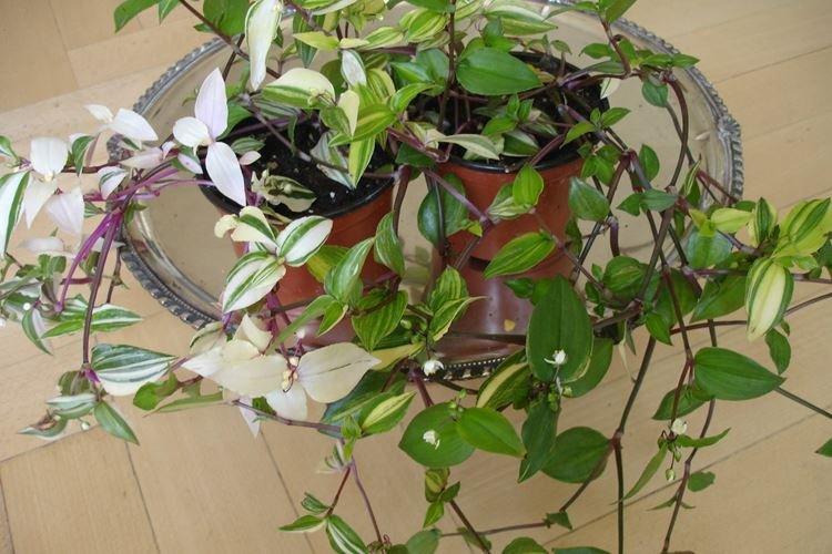 Tradescantia - photo