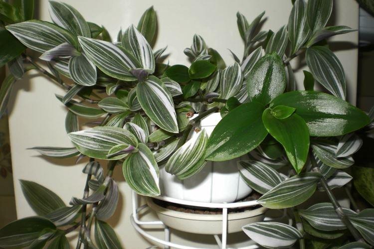 Tradescantia - photo