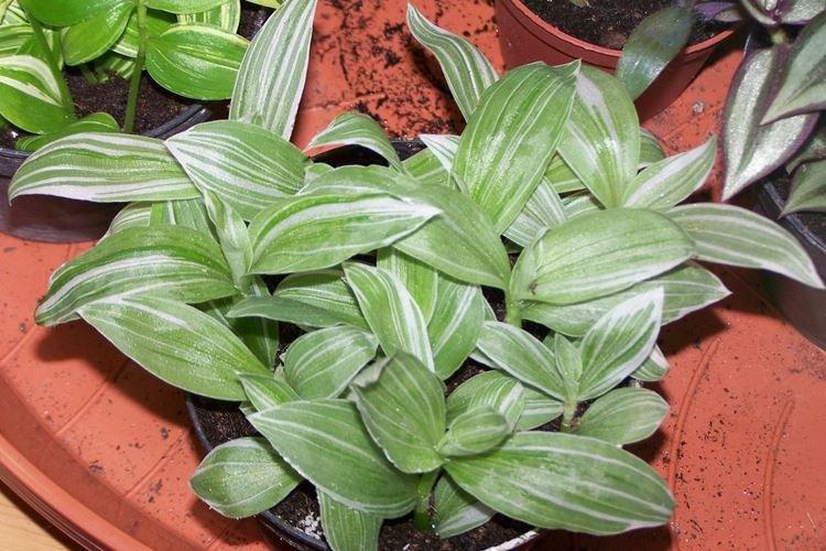 Tradescantia - photo