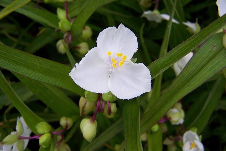 Tradescantia - photo