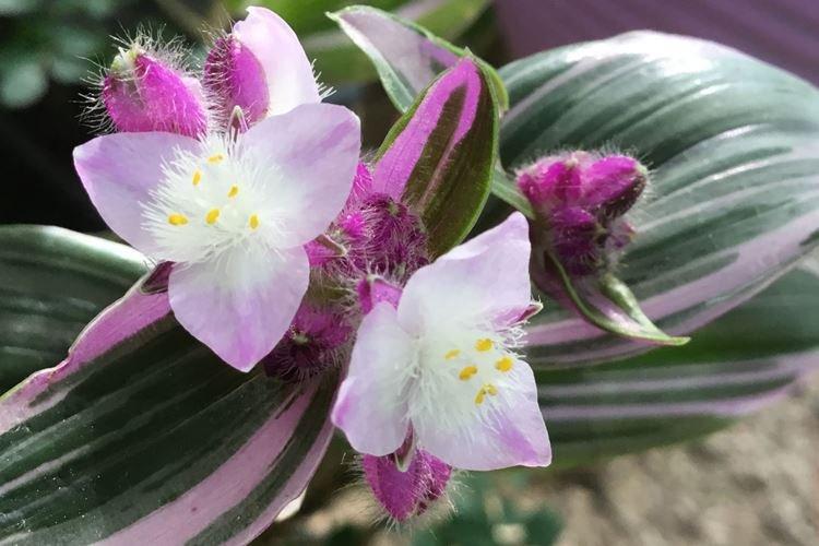 Tradescantia - photo