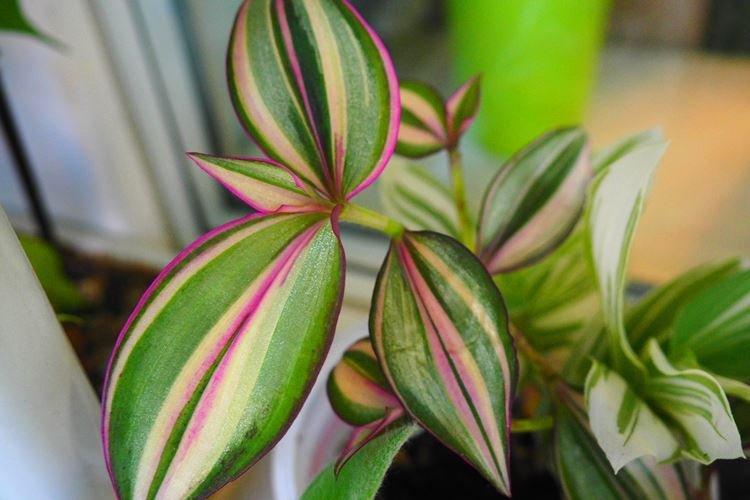 Tradescantia - photo