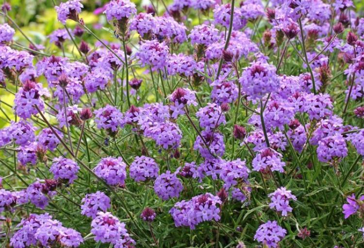 Histoire et utilisation - Verveine