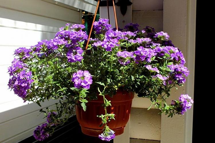 Arrosage - Soin Verveine