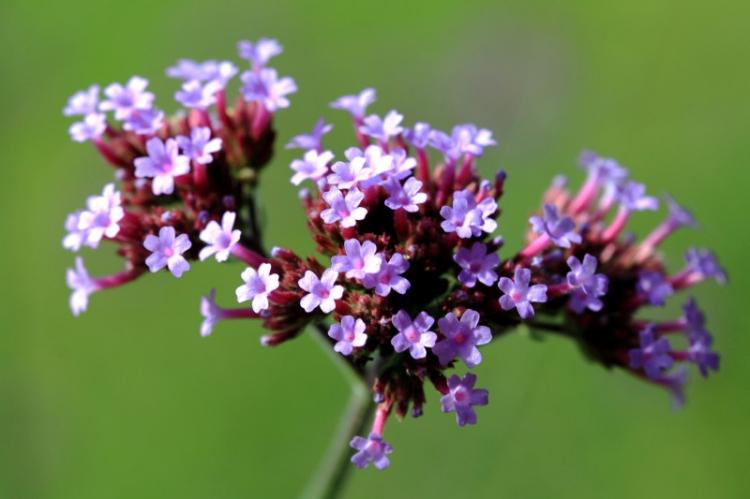 Lutte contre les parasites et les maladies - Verveine