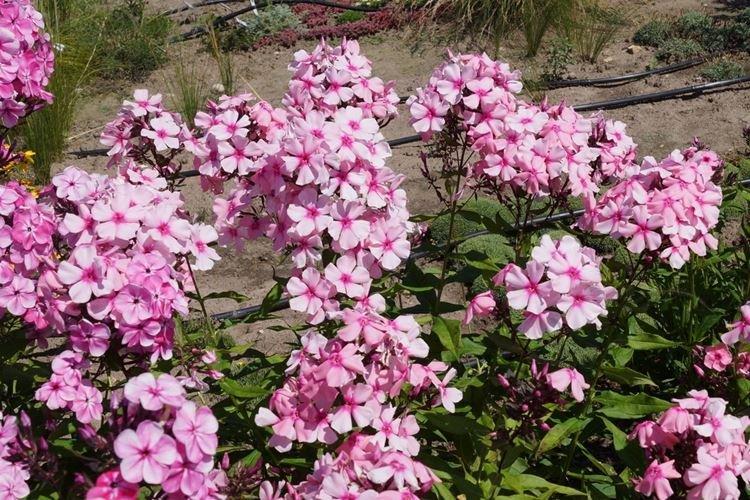 Enfance - Types et variétés de phlox