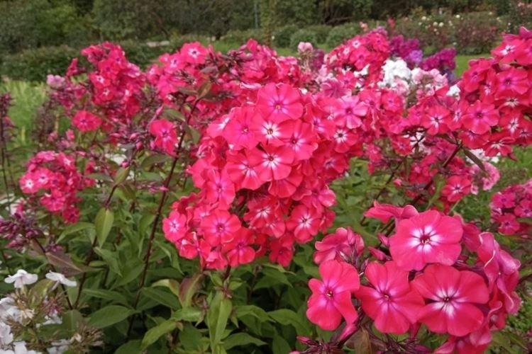 Jubilé - Types et variétés de phlox