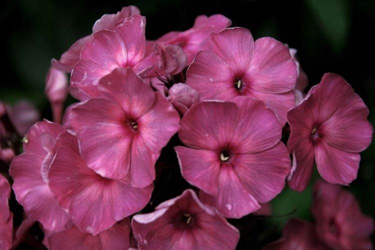 Corail fumé - Espèces et variétés de phlox