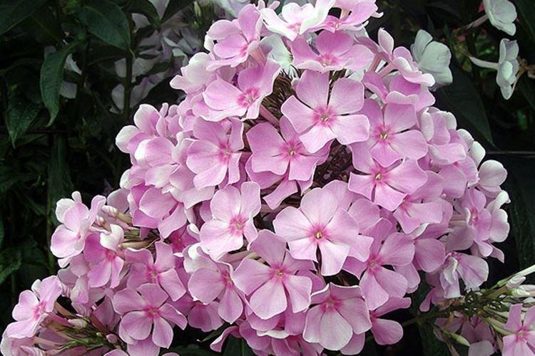 Bouquet - Types et variétés de phlox