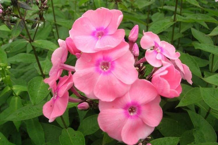 Perle - Types et variétés de phlox