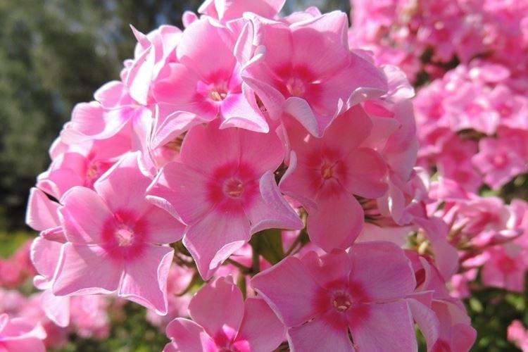 Maria Nagibina - Types et variétés de phlox