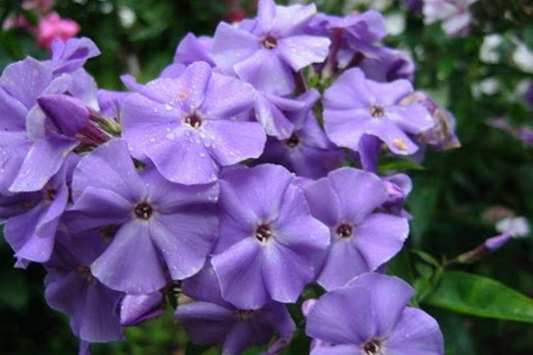Nuit - Types et variétés de phlox