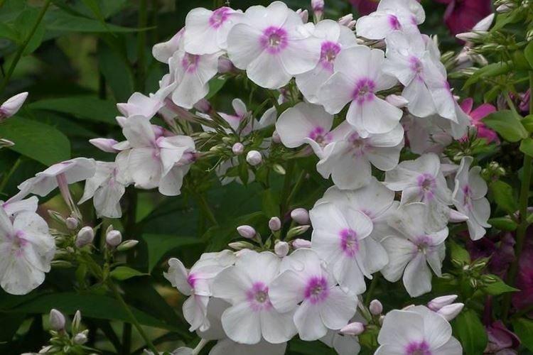 Cygne - Types et variétés de phlox