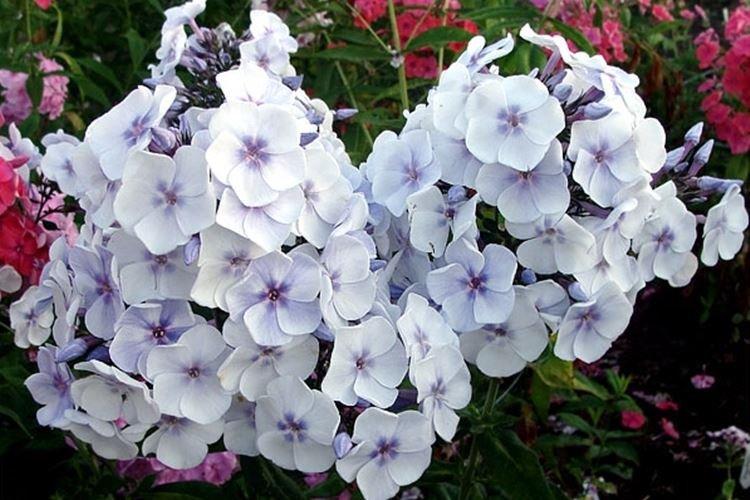 Blue joy - Types et variétés de phlox