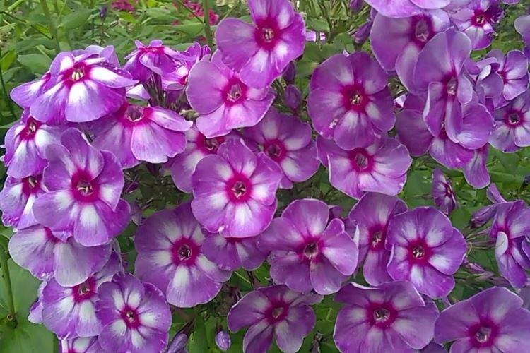 Margri - Types et variétés de phlox
