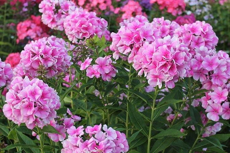 Rayonante rose - Espèces et variétés de phlox